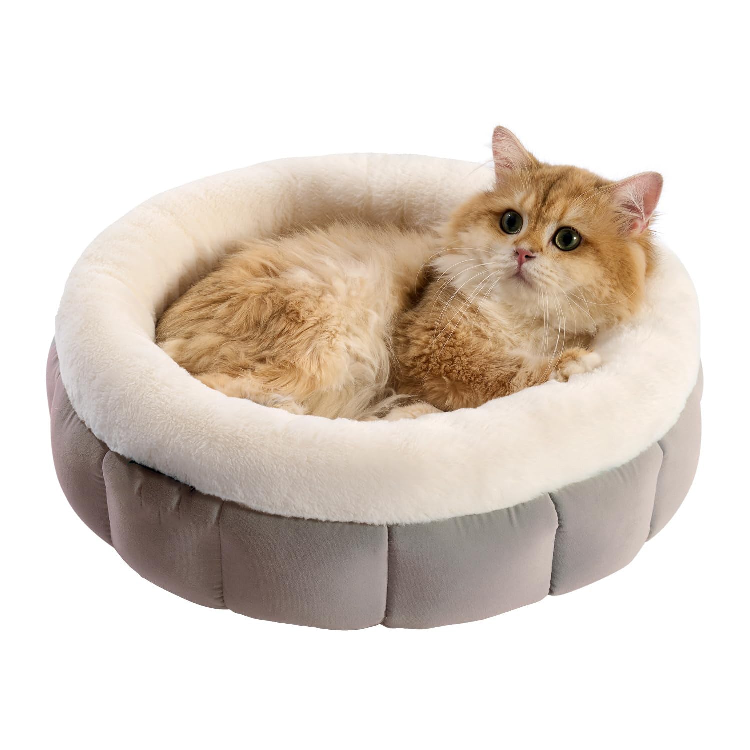 Why Your Small Dog Deserves a Donut Dog Bed